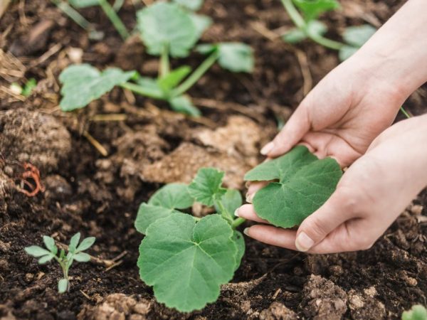 Les insectes doivent avoir accès aux plantes