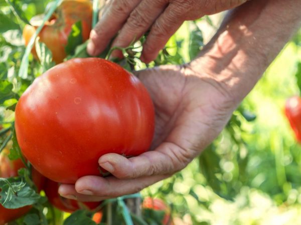 Ang pinakatanyag na mga kamatis para sa Siberia