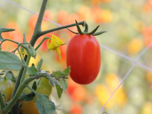 Les fruits de cette variété peuvent être congelés.