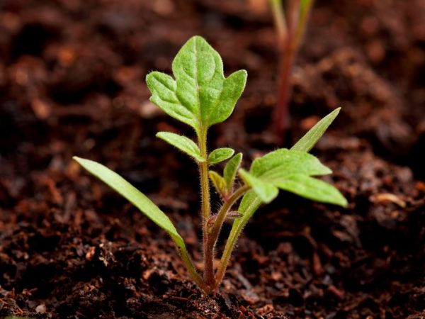 Dalawang buwan pagkatapos ng pagtubo, ang mga punla ay maaaring itanim sa greenhouse.