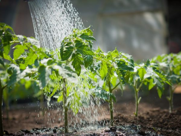 Para sa pagpapaunlad ng root system, kinakailangan ang pumili