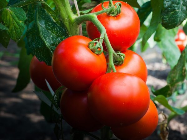 Description of Liang tomato variety