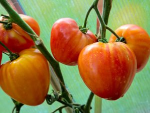 Caractéristiques et description de la tomate Favorite Holiday