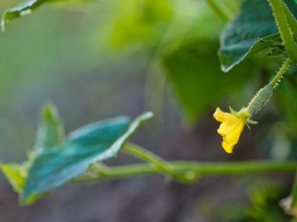 Le soin des plantes consiste à arroser et ameublir le sol.