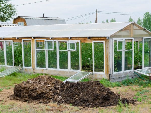 Règles pour nourrir les plants de concombre