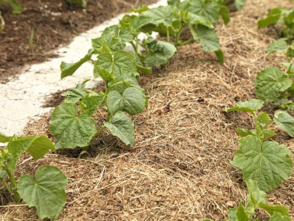 La première alimentation aidera le système racinaire à se former