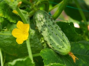 Paglalarawan ng iba't ibang mga pipino na si Marinda