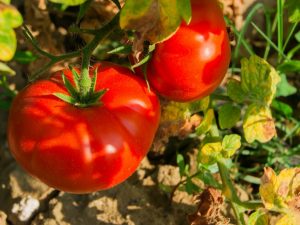 Paglalarawan ng Tomato Bear's Paw