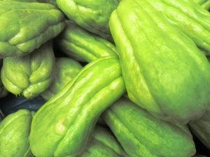 Paglalarawan ng Mexican Cucumber