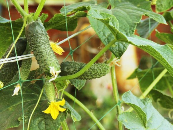 Les fruits peuvent être consommés sous n'importe quelle forme