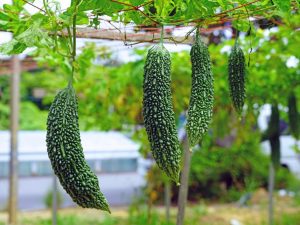 Paglalarawan ng cucumber sa India