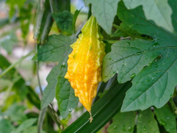 Les fruits de la plante sauvent de la dépression