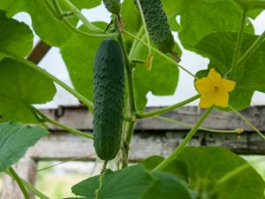 Mga Katangian ng Monastyrsky cucumber