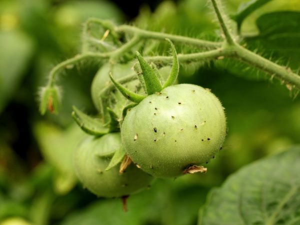 Causes de l'apparition de moucherons sur les tomates