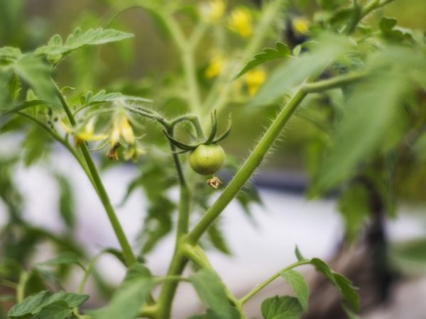 Folk remedies are suitable to fight insects.