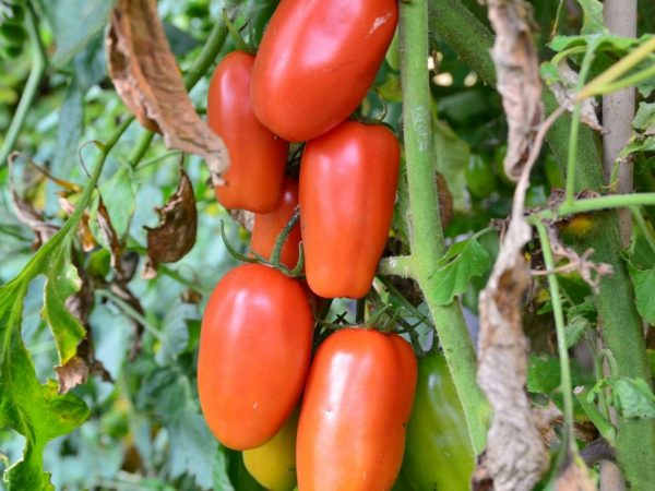 Mga katangian ng delicacy ng kamatis sa Moscow