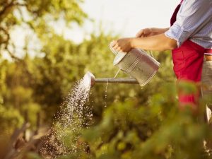 Fertiliser les tomates avec de l'ammoniaque