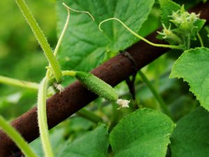 Mga kahihinatnan ng micronutrient deficiencies para sa mga pipino