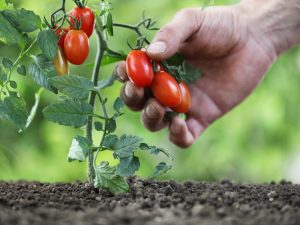 Variétés de tomates à croissance basse pour terrain dégagé sans pincement