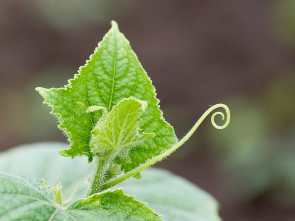 Tailler la moustache améliore le rendement du buisson