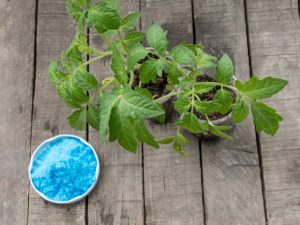 Règles de traitement des tomates avec du sulfate de cuivre