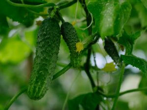 Paglalarawan ng iba't ibang mga pipino na Herman