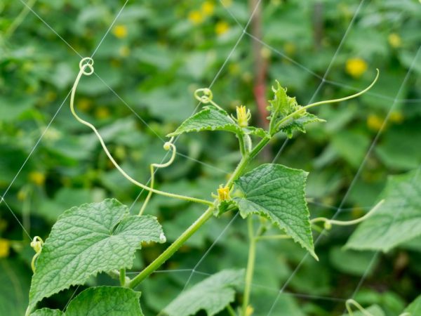 De nombreuses cultures peuvent être récoltées avec de bons soins