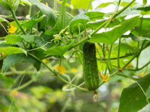 Paglalarawan ng iba't ibang mga pipino Masha