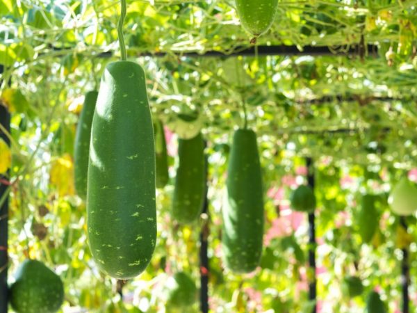 Les fruits doivent être cueillis à temps