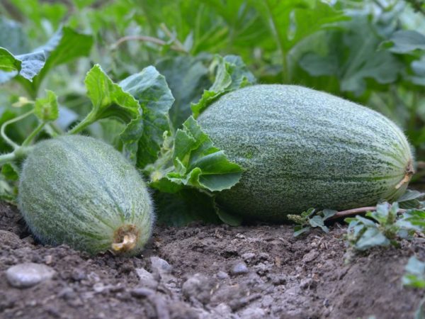 Les fruits peuvent se fissurer à cause de l'excès d'eau