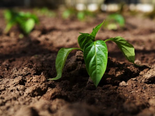 Paprika ültetése Oktyabrina Ganichkina útjába