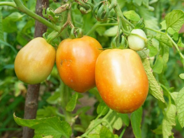 Paglalarawan ng tomato Orange Miracle