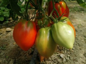 Caractéristiques de la variété de tomate Eagle Heart