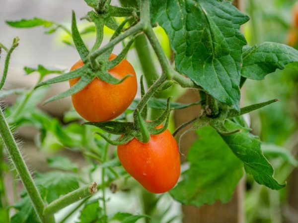 Mga Katangian ng Eagle's Beak tomato