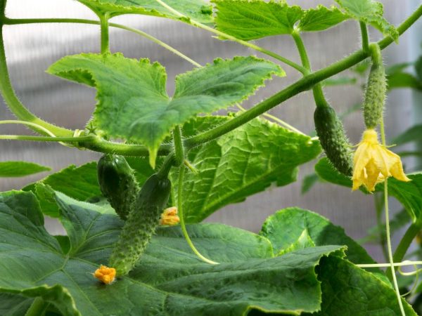 Description de la variété de concombres Cornichons parisiens