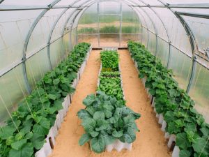 Ang paggawa ng isang greenhouse para sa mga pipino gamit ang iyong sariling mga kamay