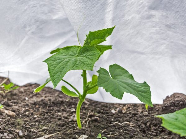 Les tailles dépendront du nombre d'arbustes plantés