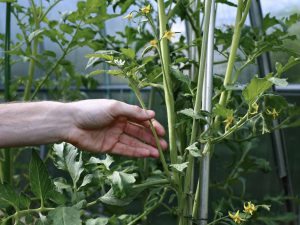 Le principe du pincement des tomates déterminantes