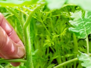 Règles de pincement des tomates