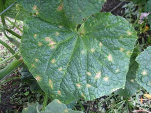 Nakikipaglaban sa mga spider mite sa isang greenhouse sa mga pipino