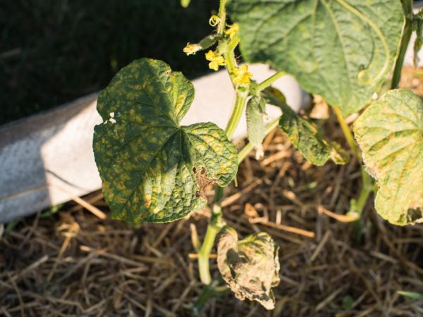 Tous les insecticides sont très dangereux pour les humains.