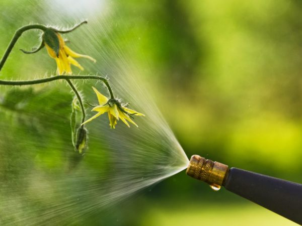 L'utilisation du peroxyde d'hydrogène pour les tomates