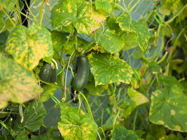 Une aération régulière empêchera les plantes de tomber malades