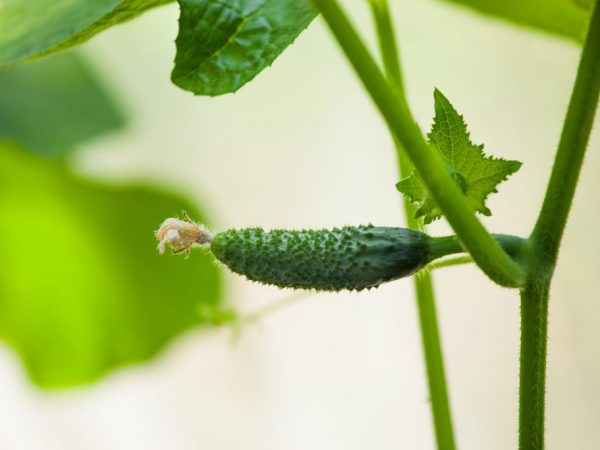 Plonger les semis de concombre