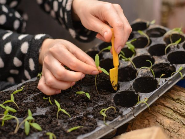 Ellenőrizze a transzplantáció minőségét