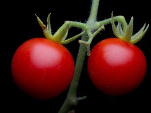 Mga Katangian ng pagkakaiba-iba ng kamatis ng Pink Bush