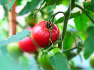 Mga katangian ng rosas na Mani tomato variety 1