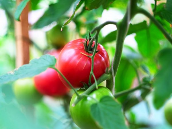 Mga katangian ng kulay rosas na Mani tomato variety 1