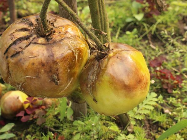 Kalciumhiány esetén a gyümölcsök feketévé válhatnak