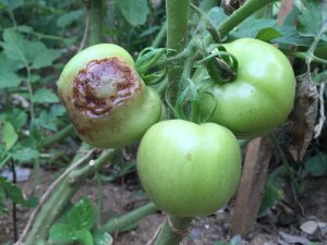 Les tomates deviennent noires sur le buisson